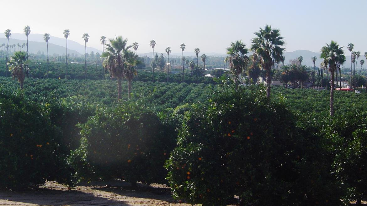 Citrus Grove, Riverside