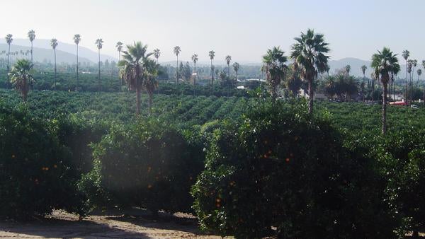 Citrus Grove, Riverside